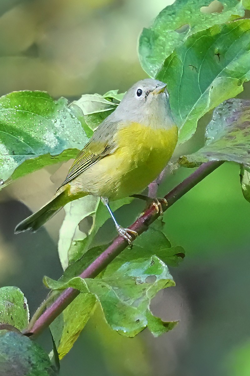 Nashville Warbler - ML642470094