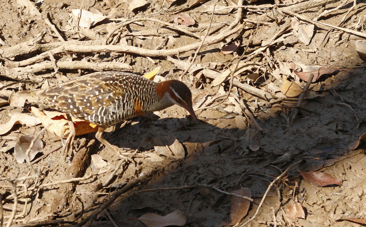 Buff-banded Rail - ML642470096