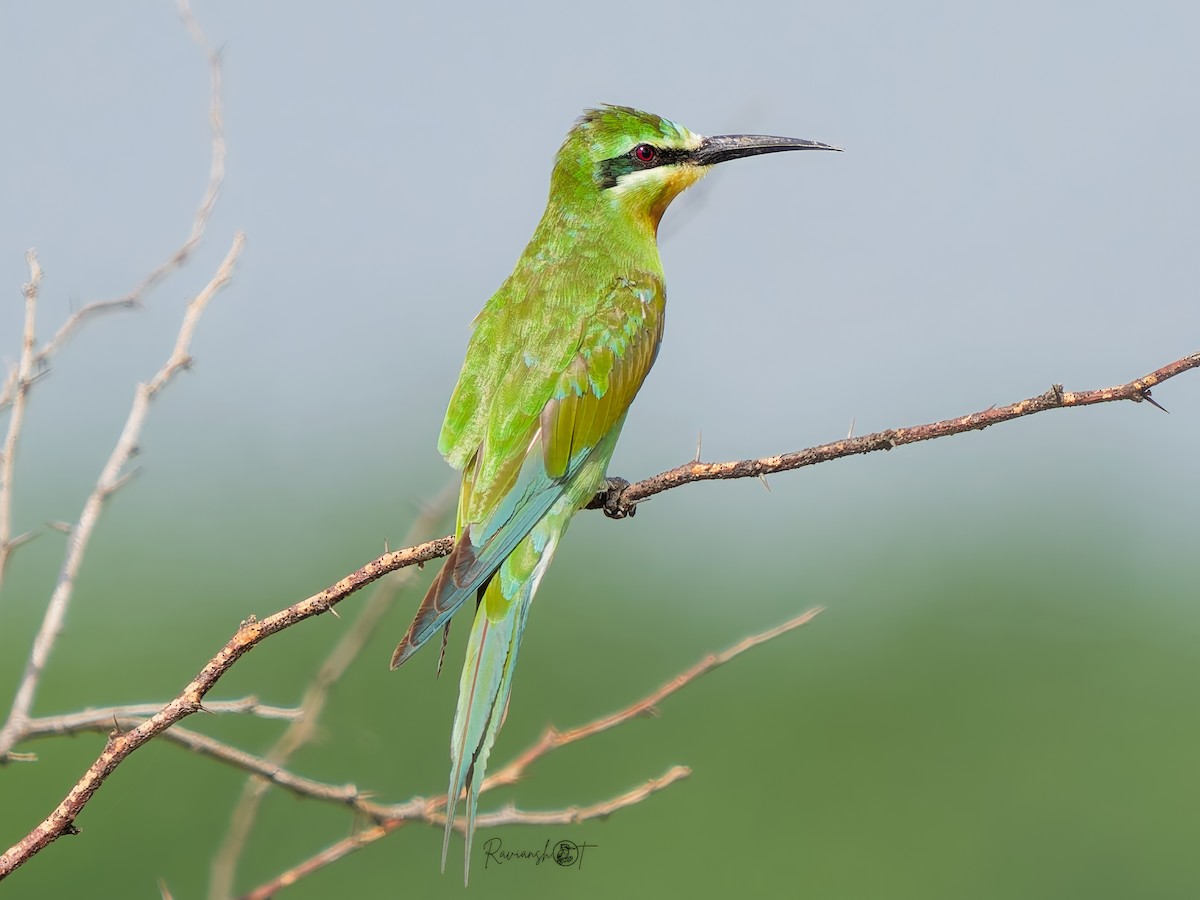 Blue-cheeked Bee-eater - ML642470099