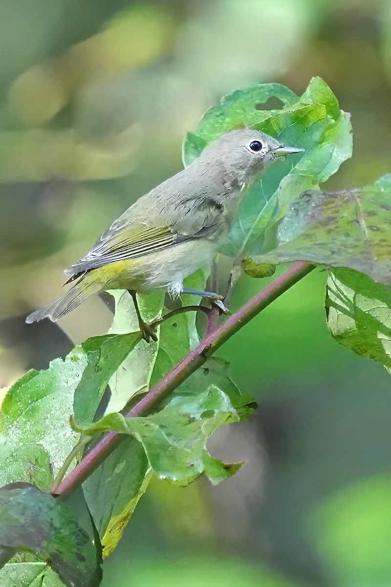Nashville Warbler - ML642470100