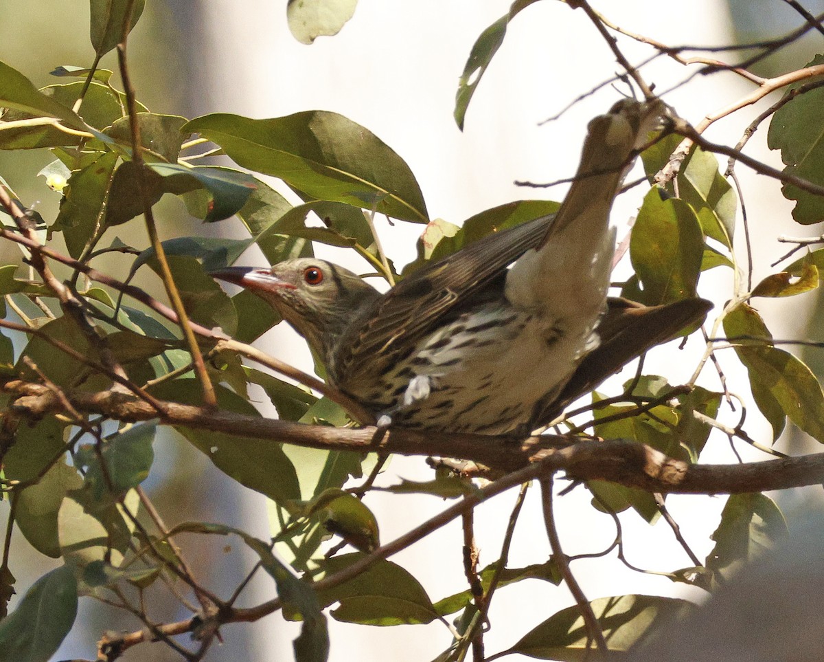 Olive-backed Oriole - ML642470102