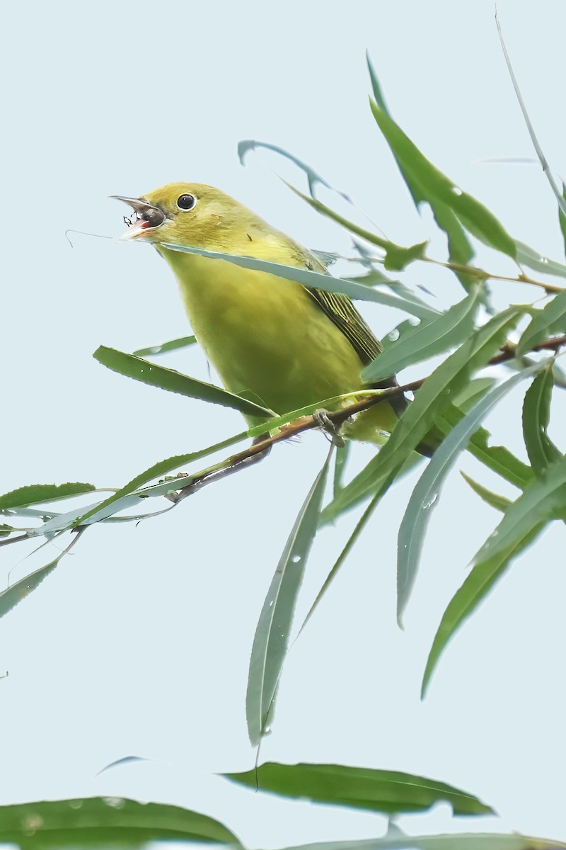 Yellow Warbler - ML642470105