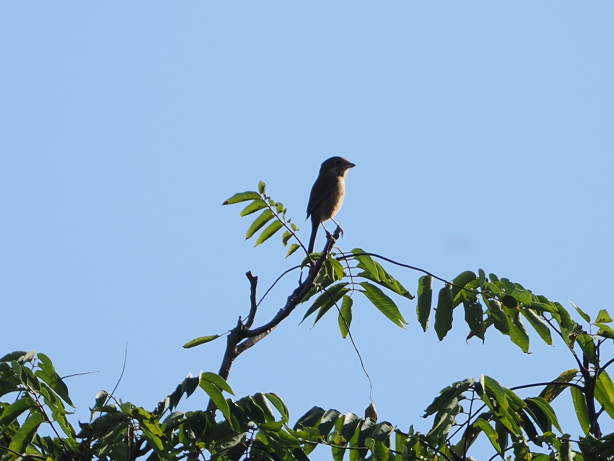 Bull-headed Shrike - ML642470109