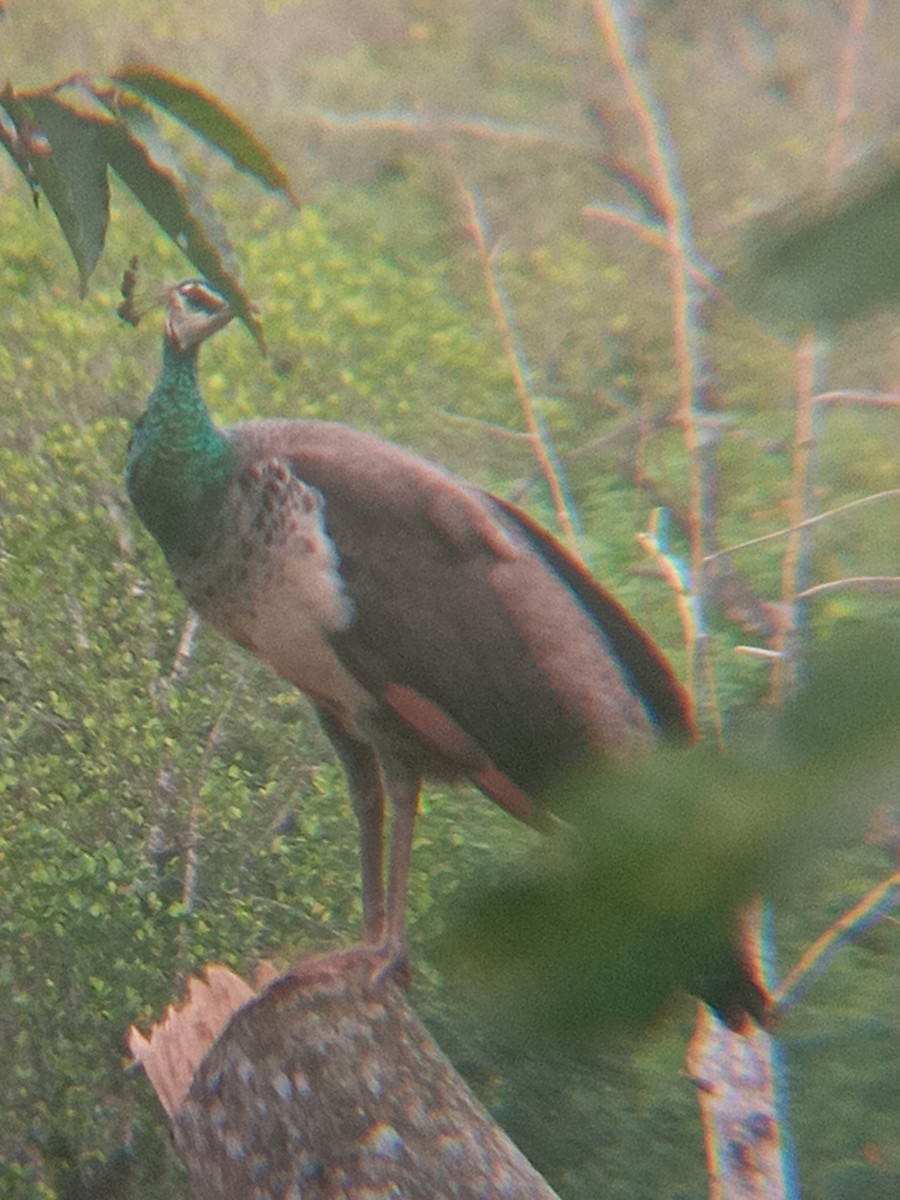 Indian Peafowl - ML642470112