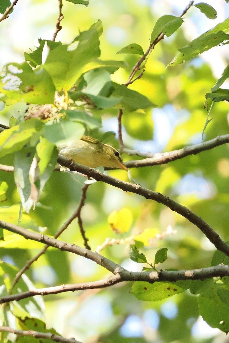 Eastern Crowned Warbler - ML642470117