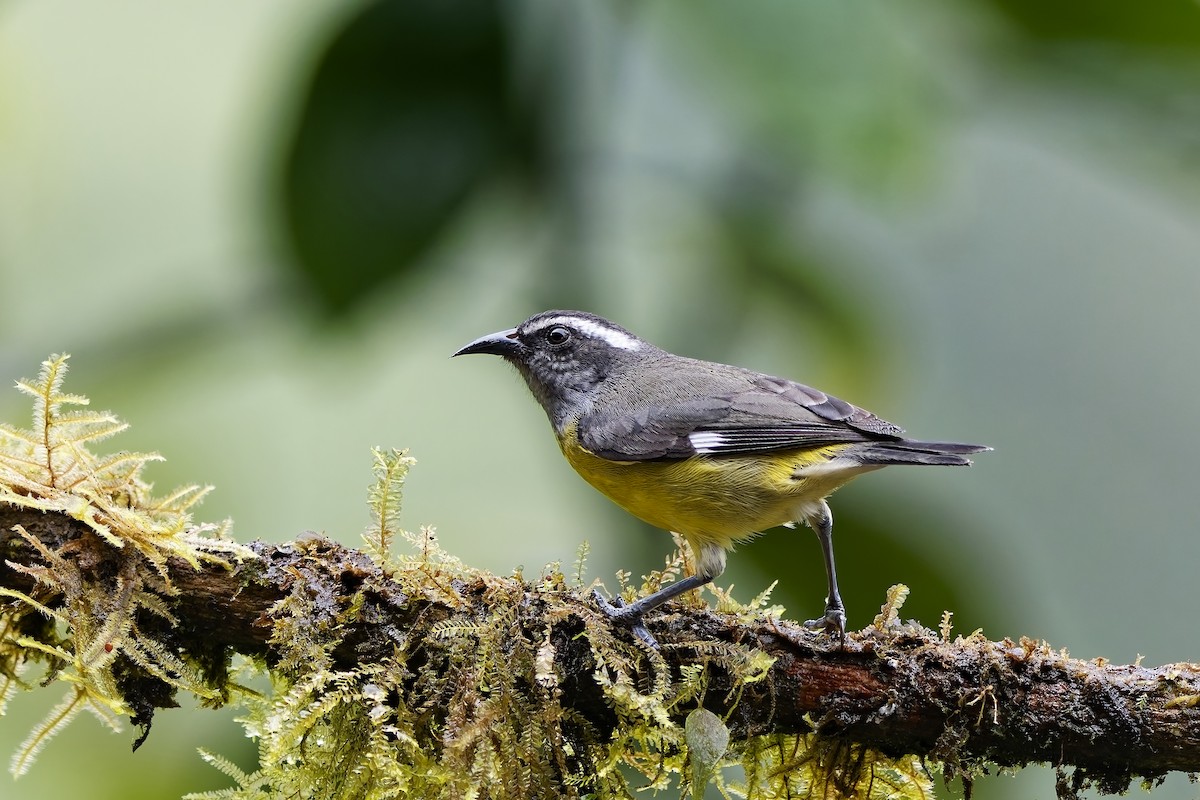 Bananaquit - ML642470118