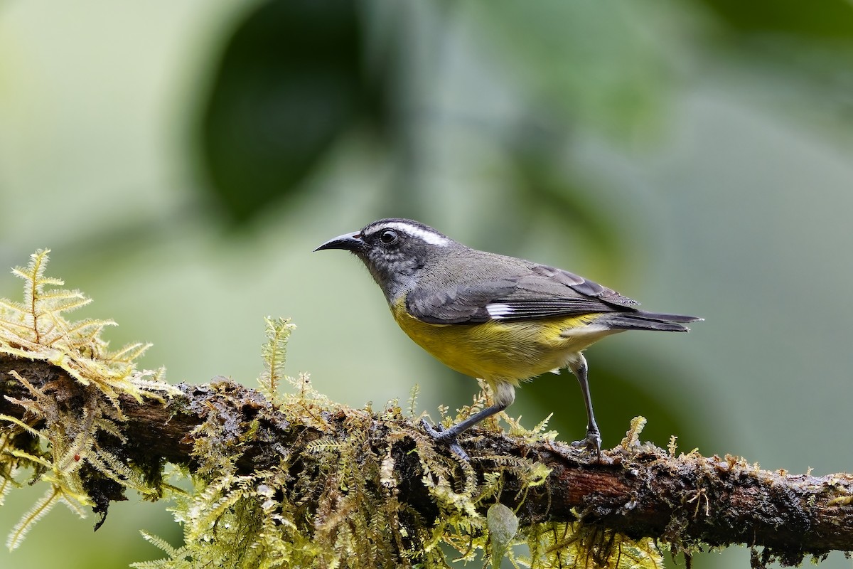 Bananaquit - ML642470119