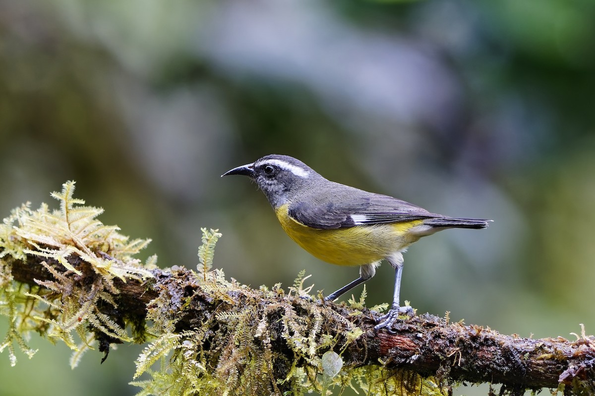 Bananaquit - ML642470122