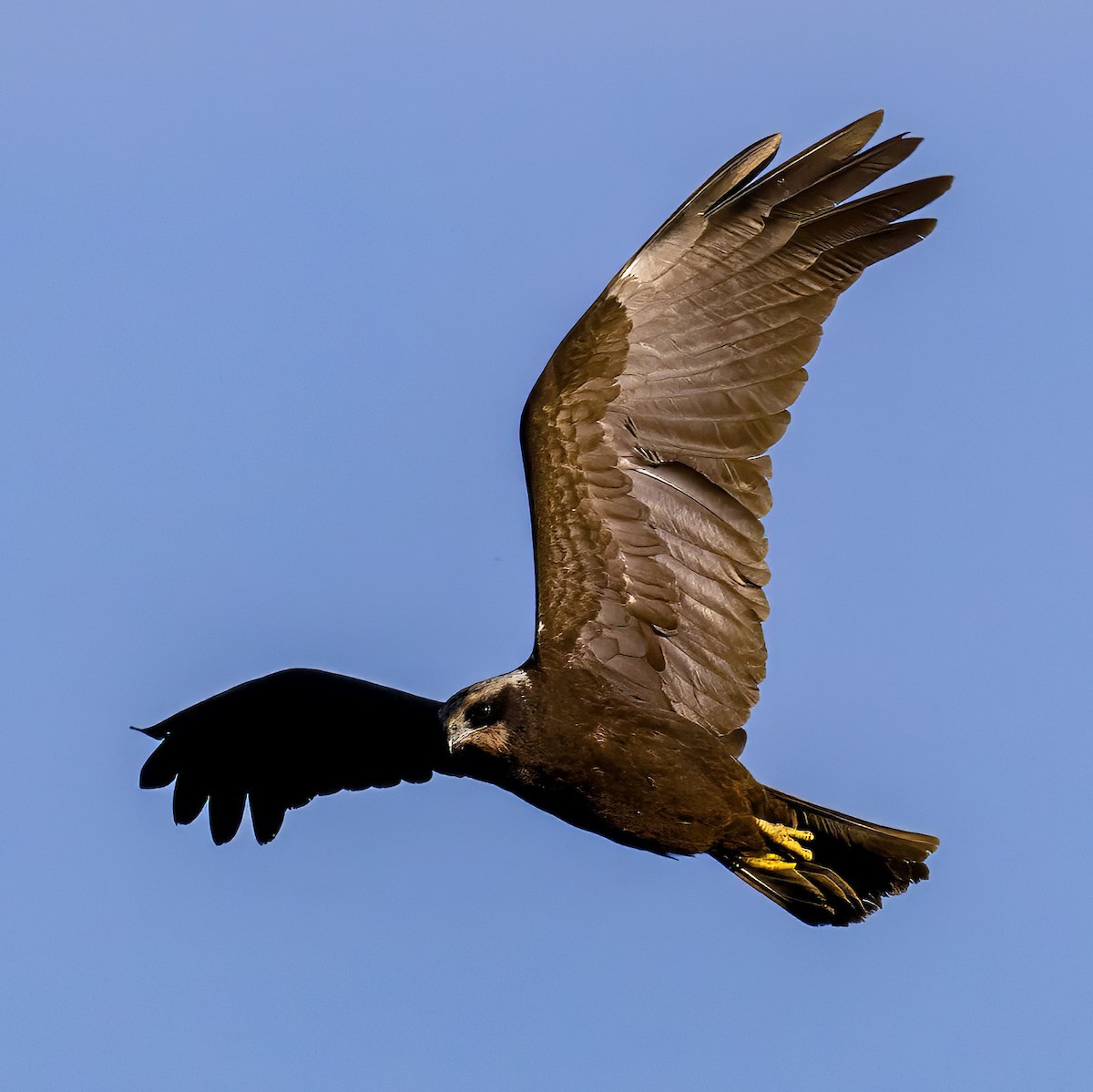 Western Marsh Harrier - ML642470128