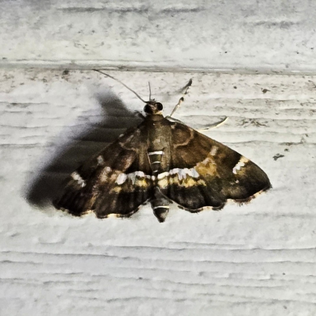 Animals - ML642470130