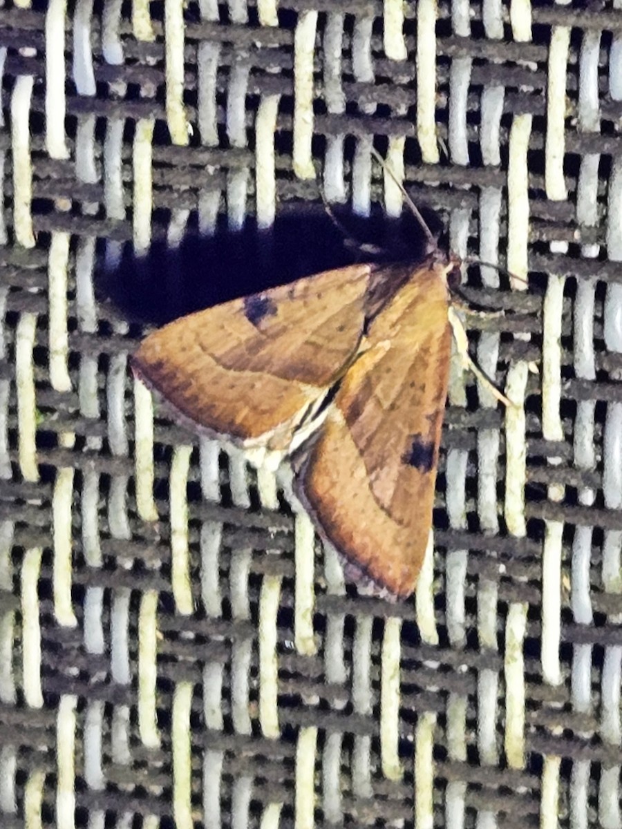 Animals - ML642470132