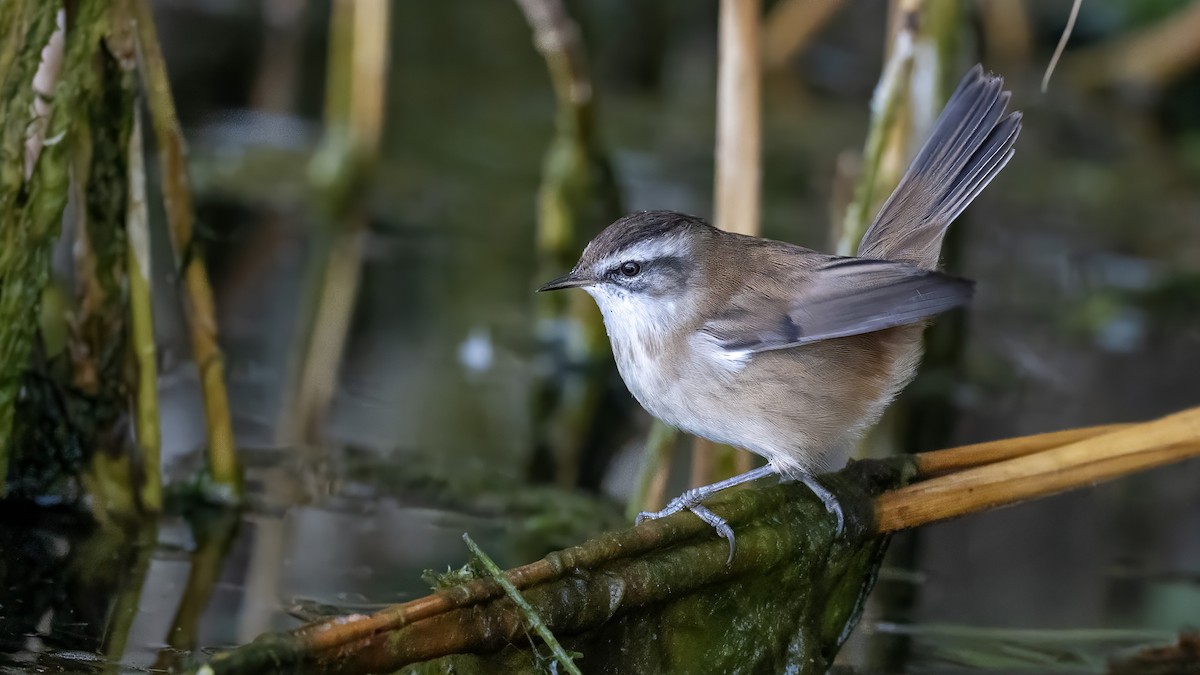 Moustached Warbler - ML642470149