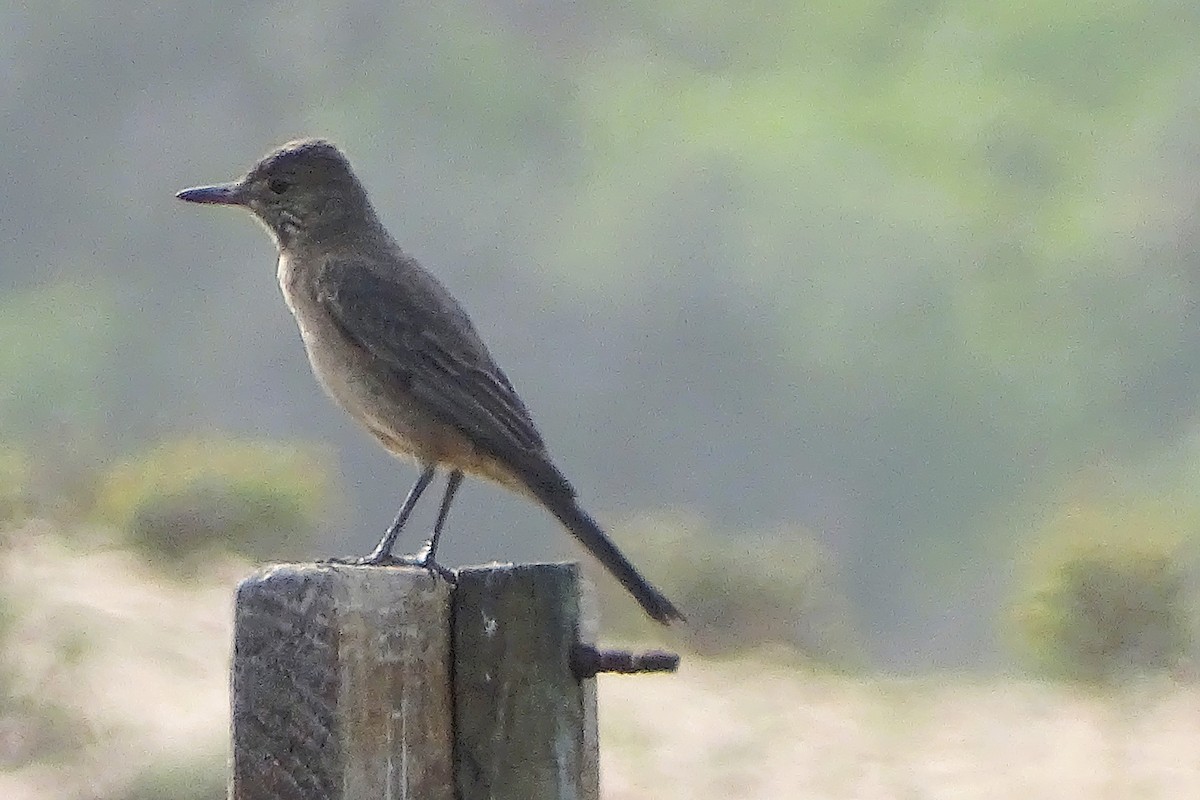 Great Shrike-Tyrant - ML642470150