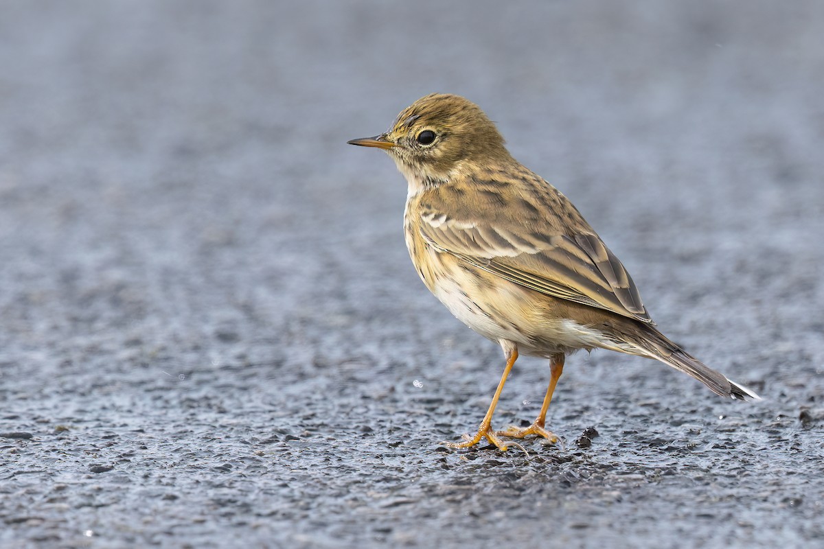 linduška luční - ML642470157