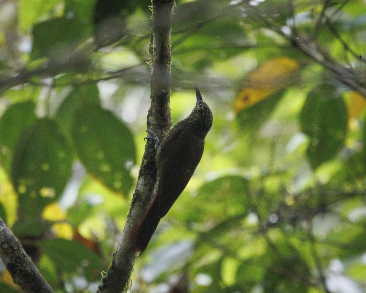 Olive-backed Woodcreeper - ML642470172