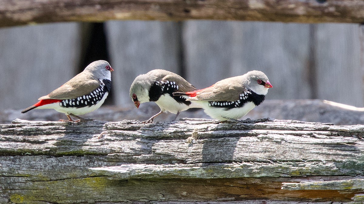 Diamond Firetail - ML642470211