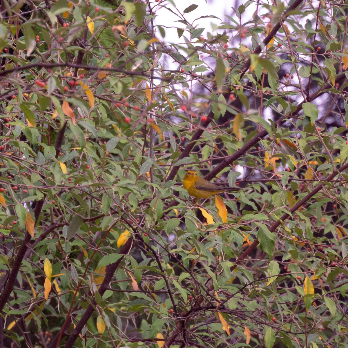 Wilson's Warbler - ML642470212