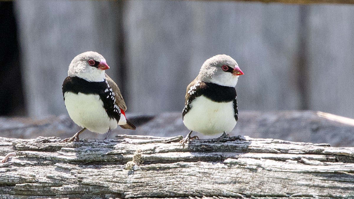 Diamond Firetail - ML642470214