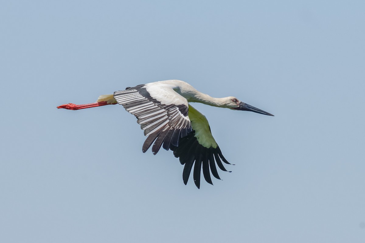 コウノトリ - ML642470216