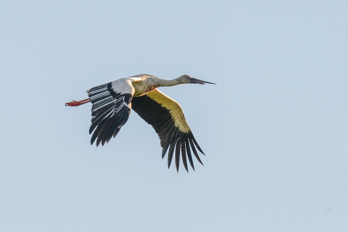 コウノトリ - ML642470217