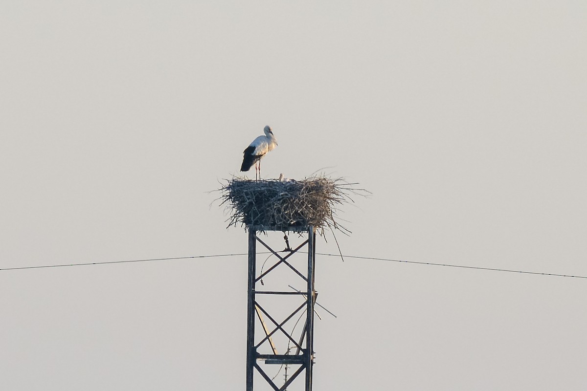 コウノトリ - ML642470218