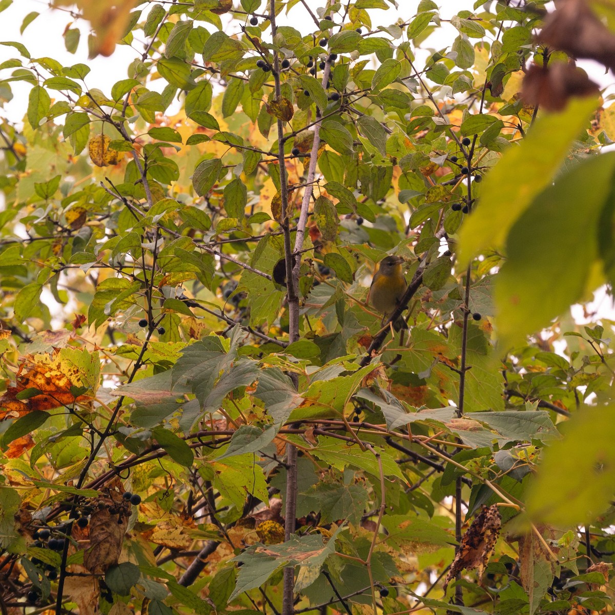 Northern Parula - ML642470237