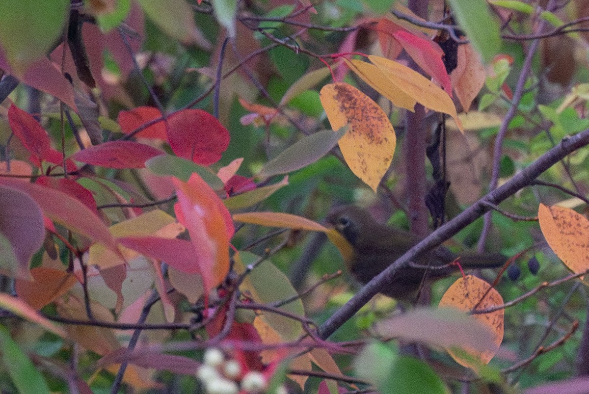 Common Yellowthroat - ML642470269