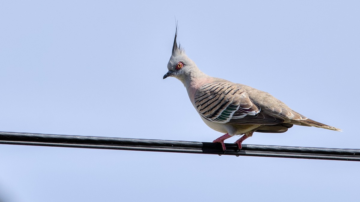 Crested Pigeon - ML642470274