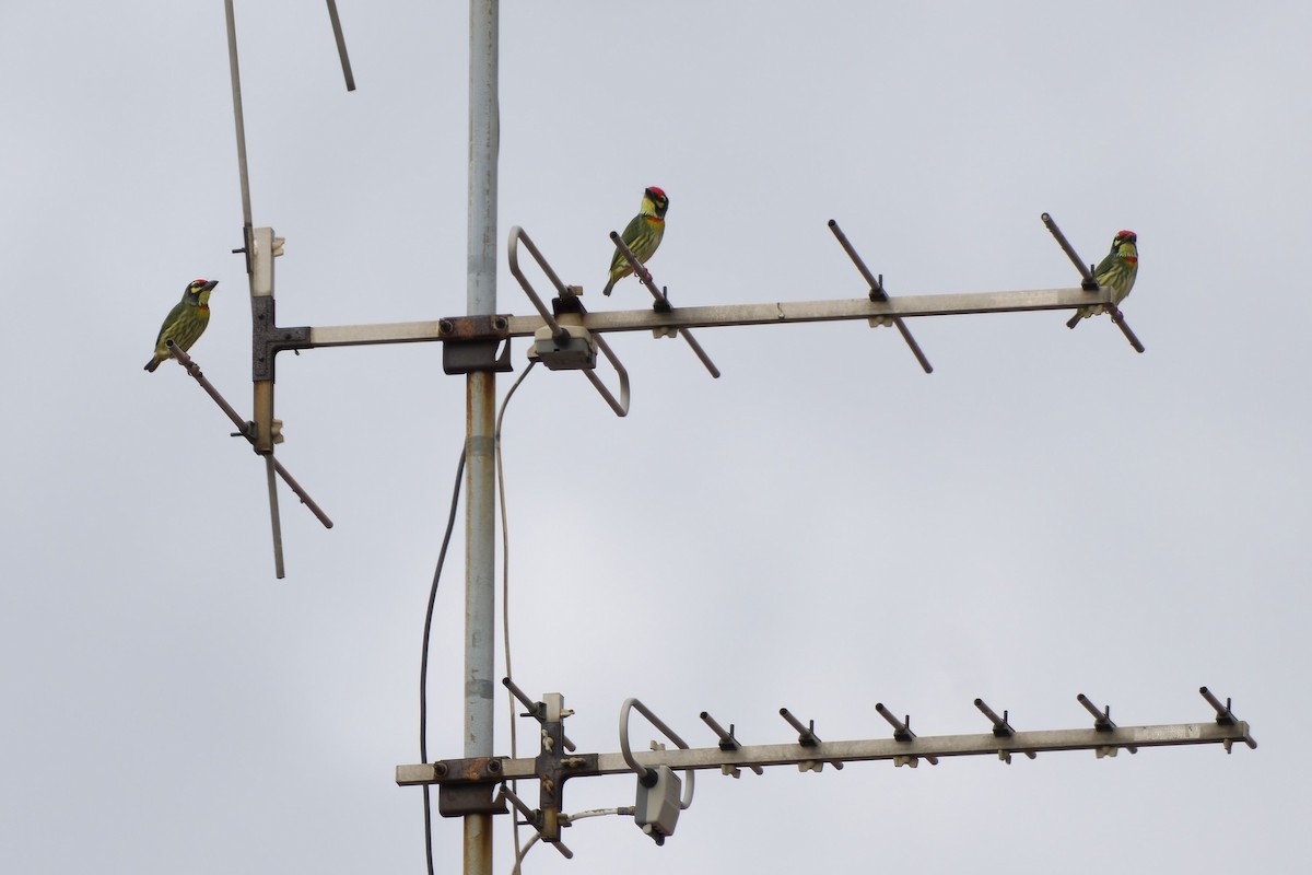 Coppersmith Barbet (Western Yellow-faced) - ML642470276