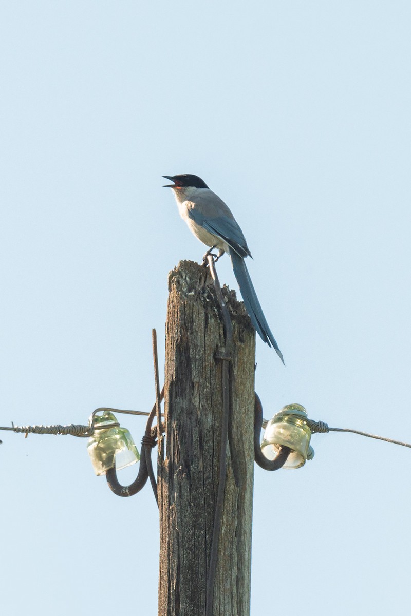 Azure-winged Magpie - ML642470277