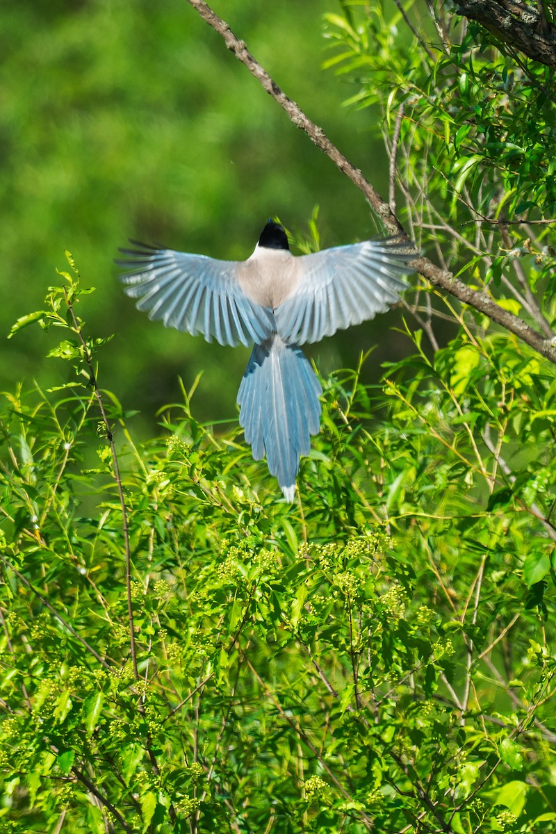Azure-winged Magpie - ML642470278