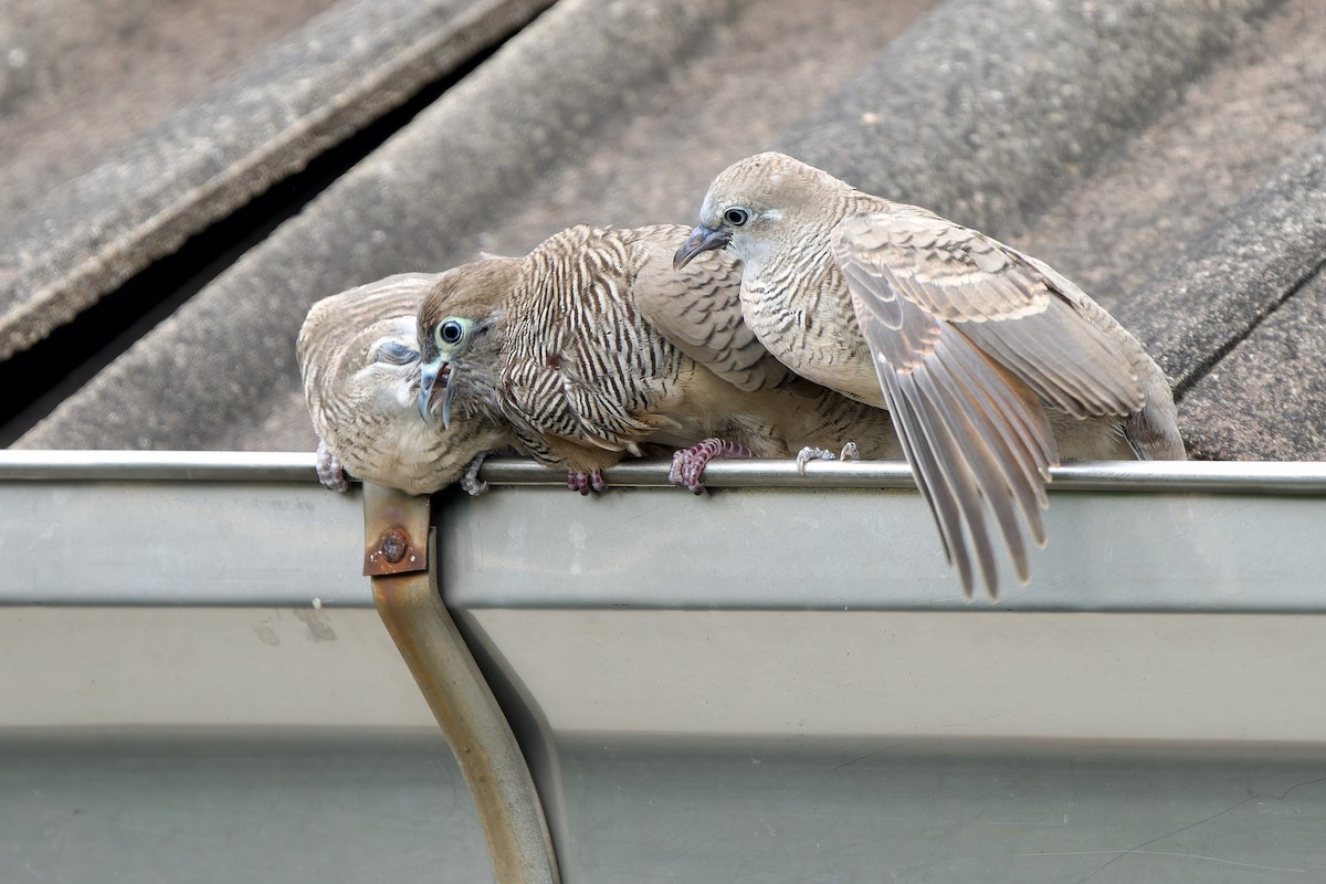 Zebra Dove - ML642470279
