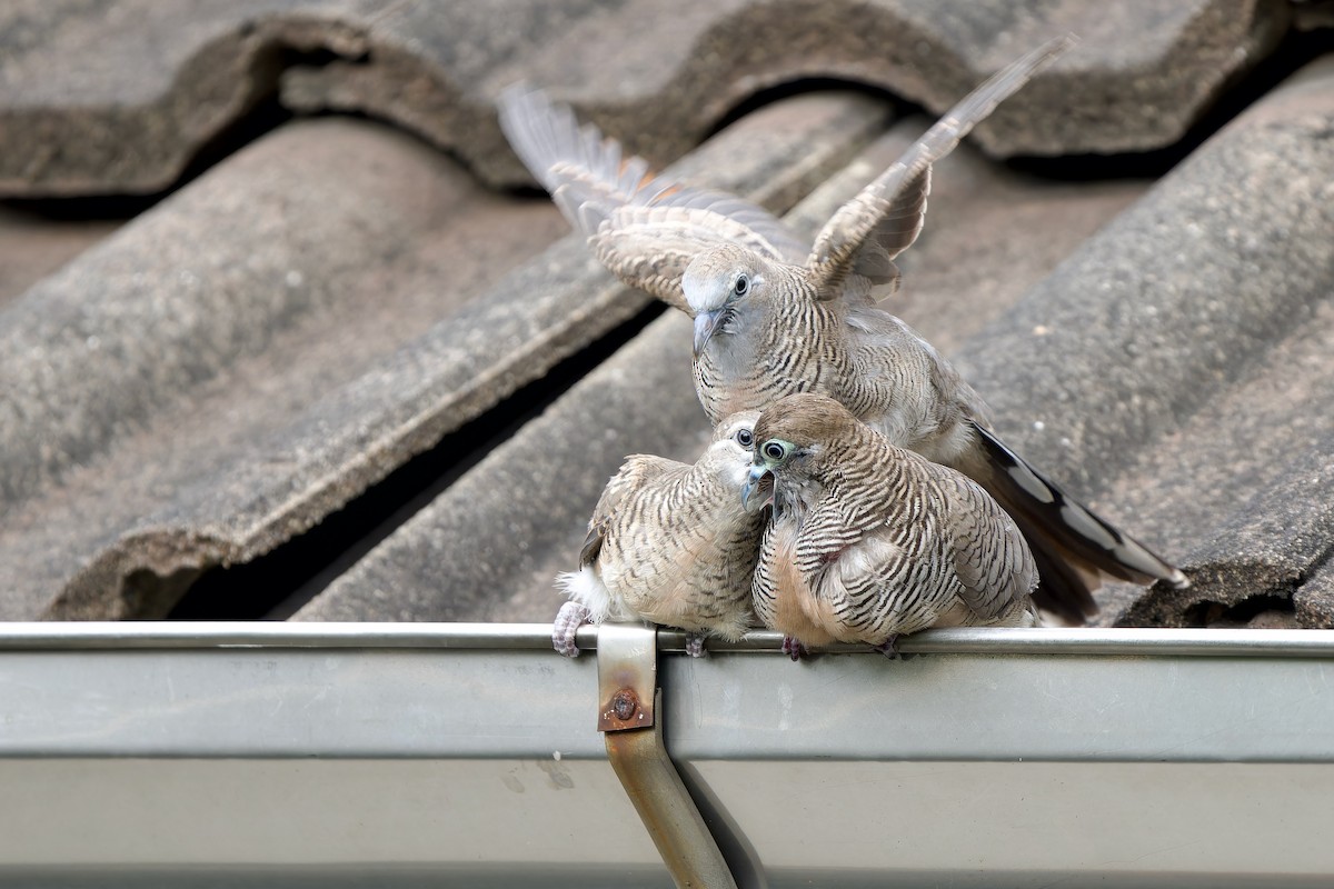 Zebra Dove - ML642470280