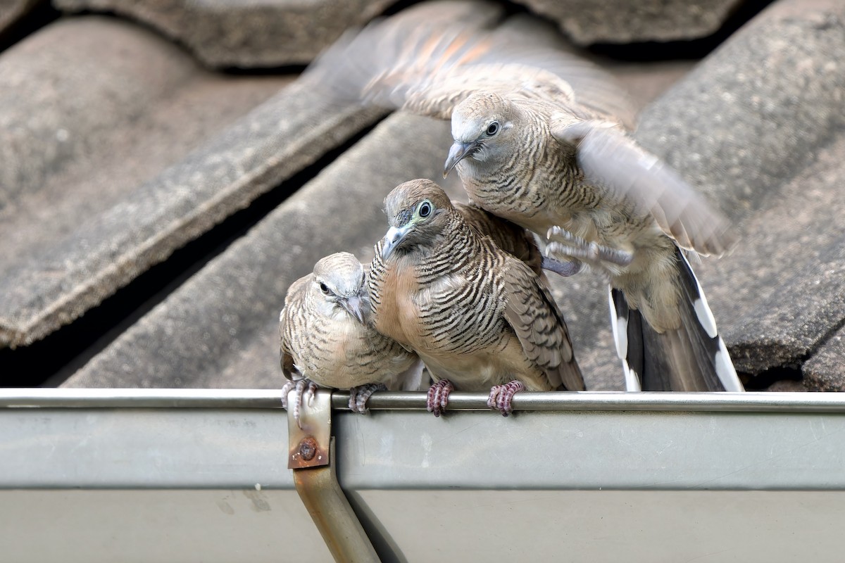 Zebra Dove - ML642470281