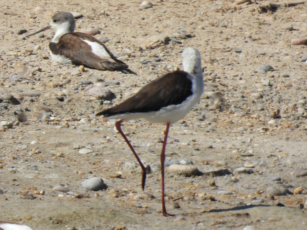 Black-winged Stilt - ML642470282