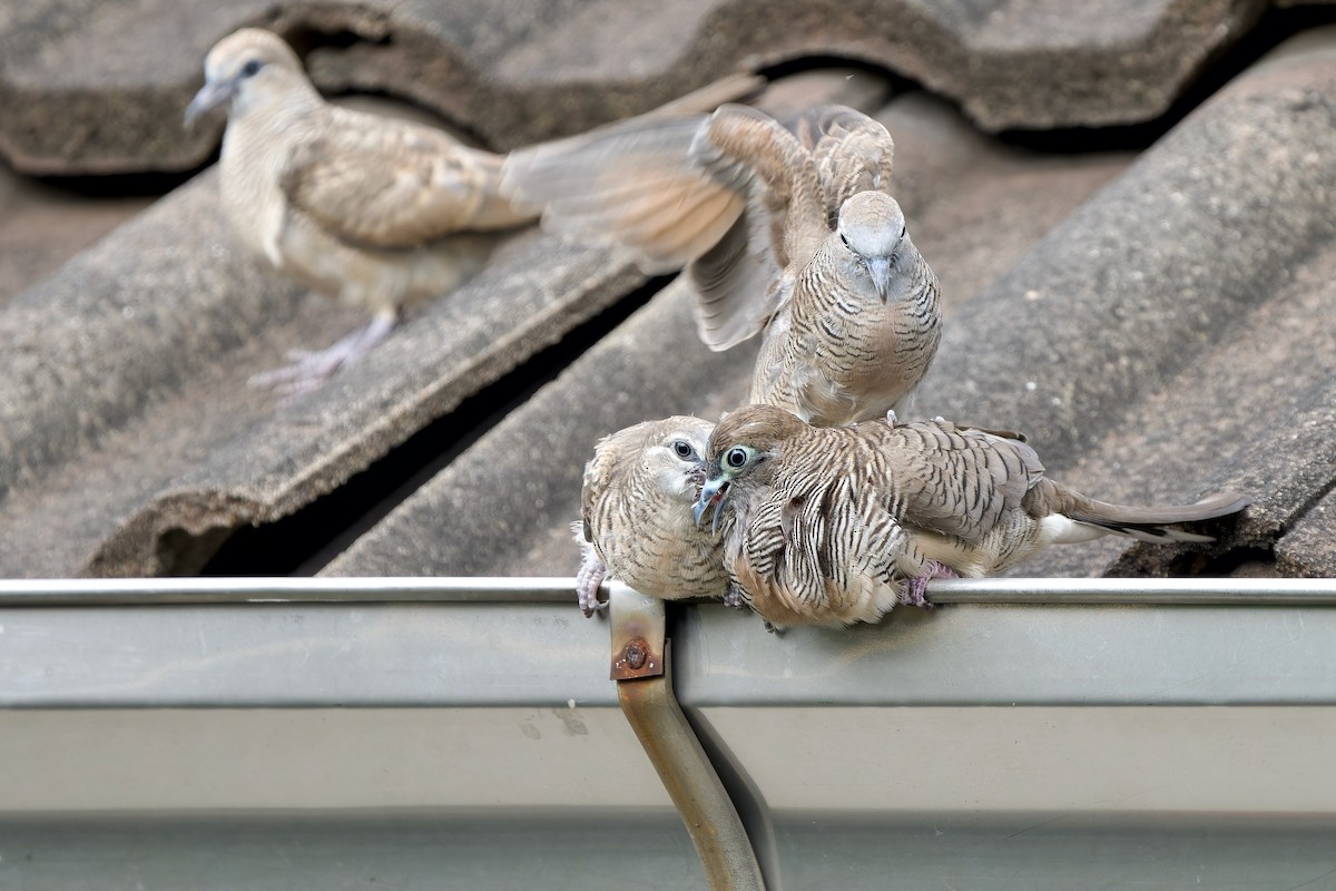 Zebra Dove - ML642470283