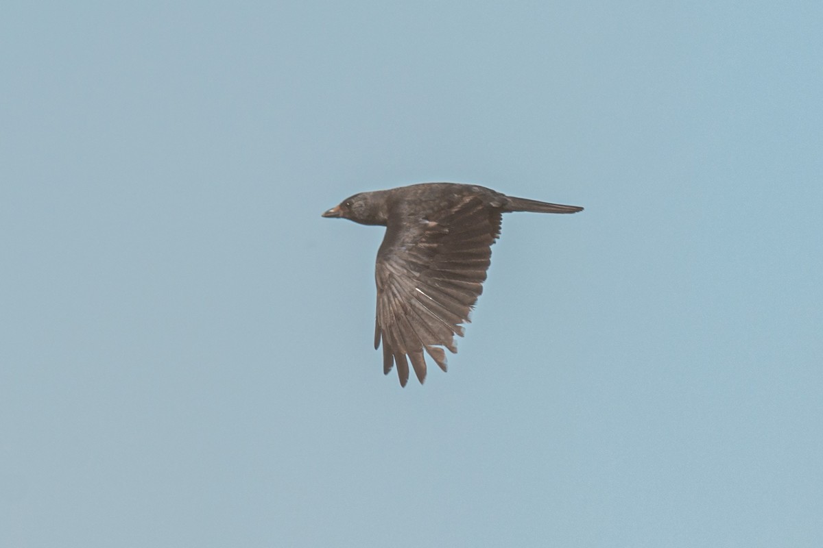 Daurian Jackdaw - ML642470285