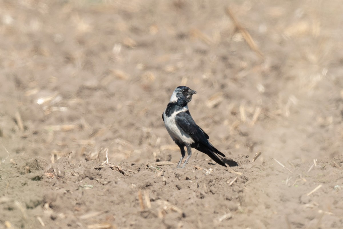 Daurian Jackdaw - ML642470286