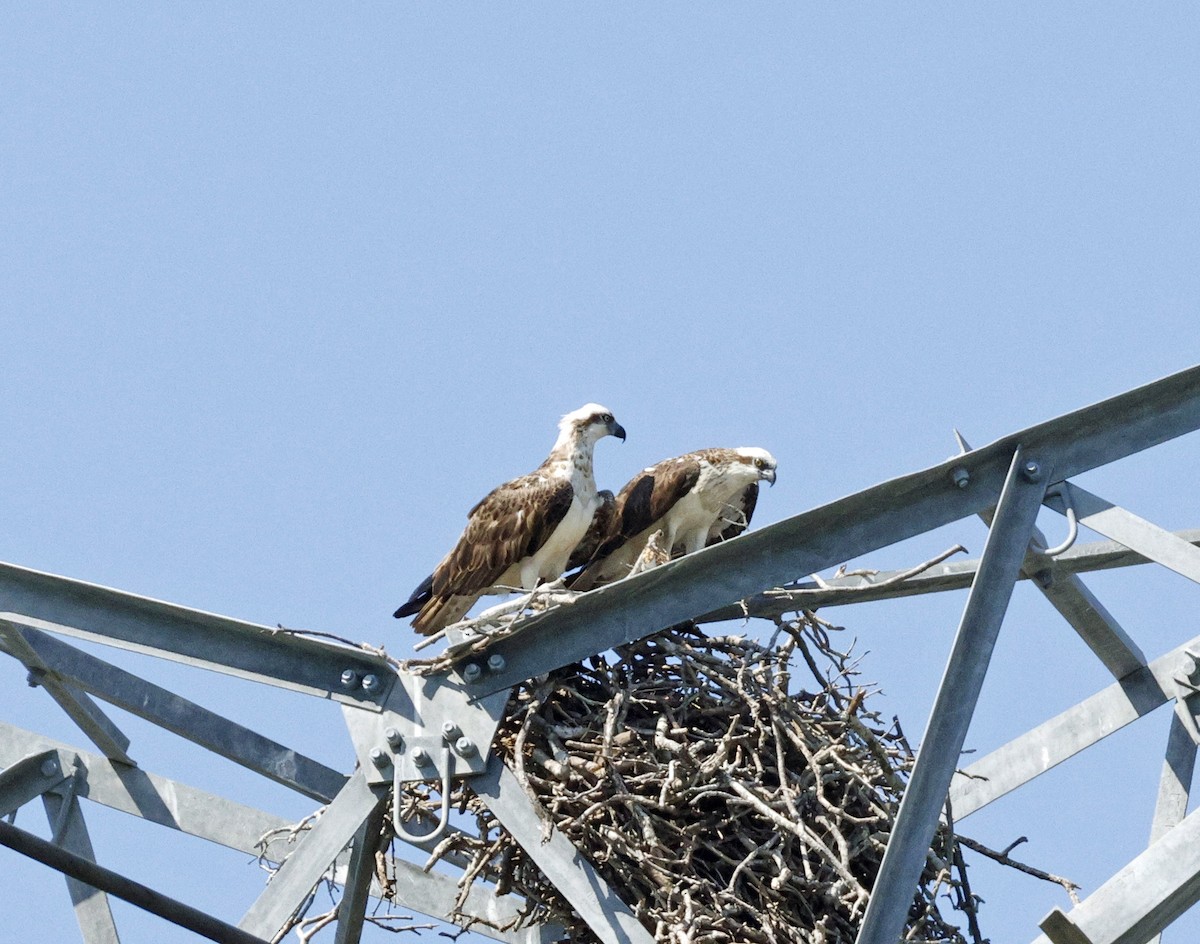 Osprey - ML642470287