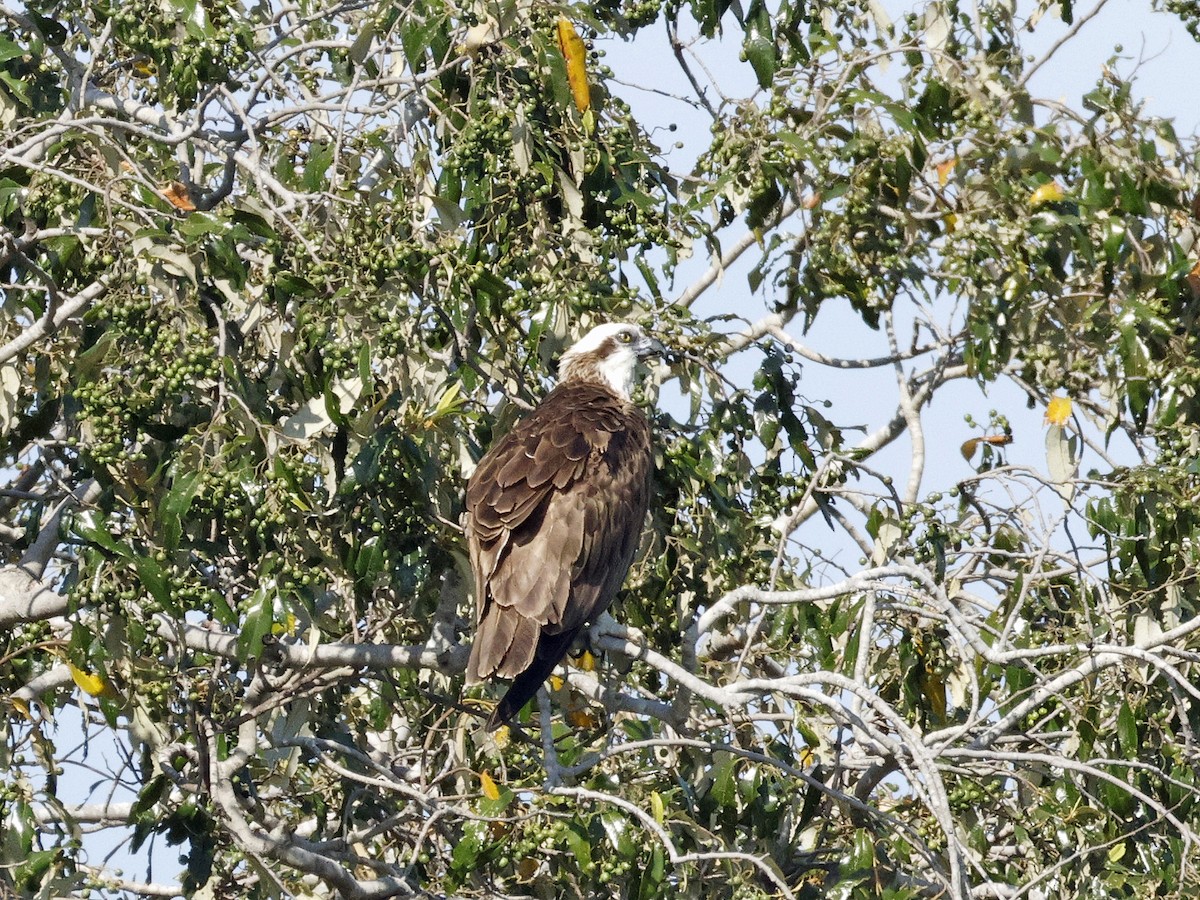 Osprey - ML642470288