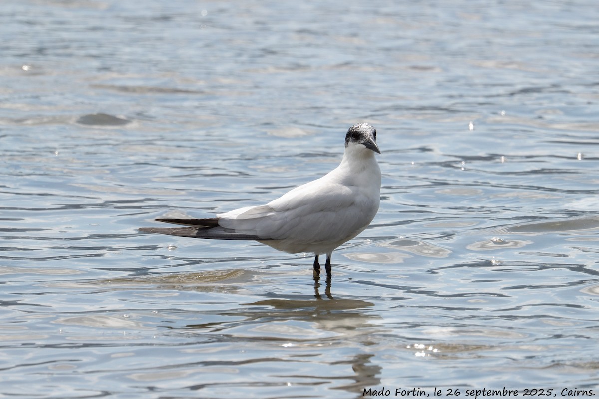 Australian Tern - ML642470289