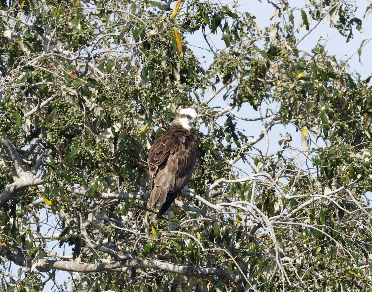 Osprey - ML642470290