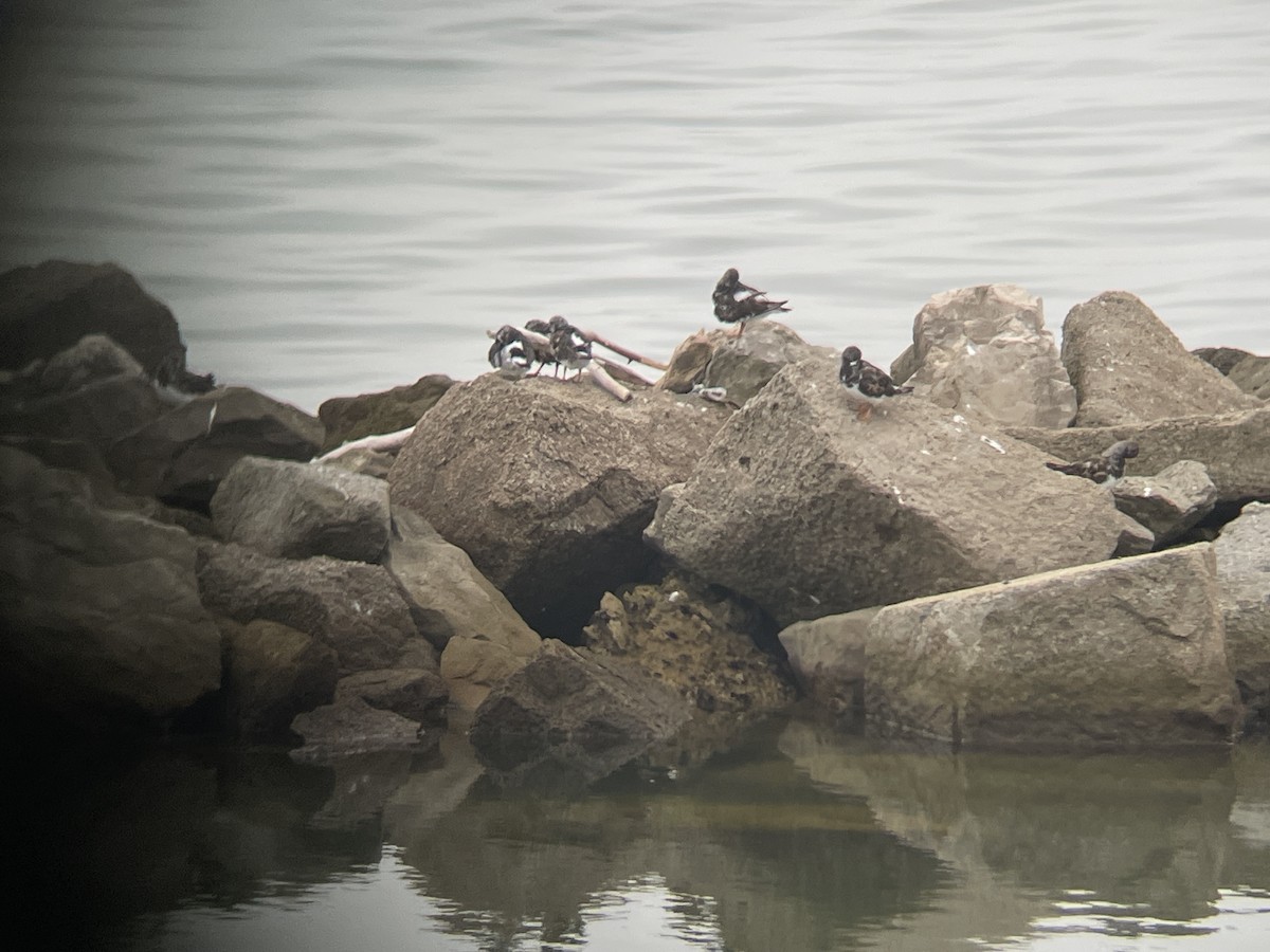 Ruddy Turnstone - ML642470291