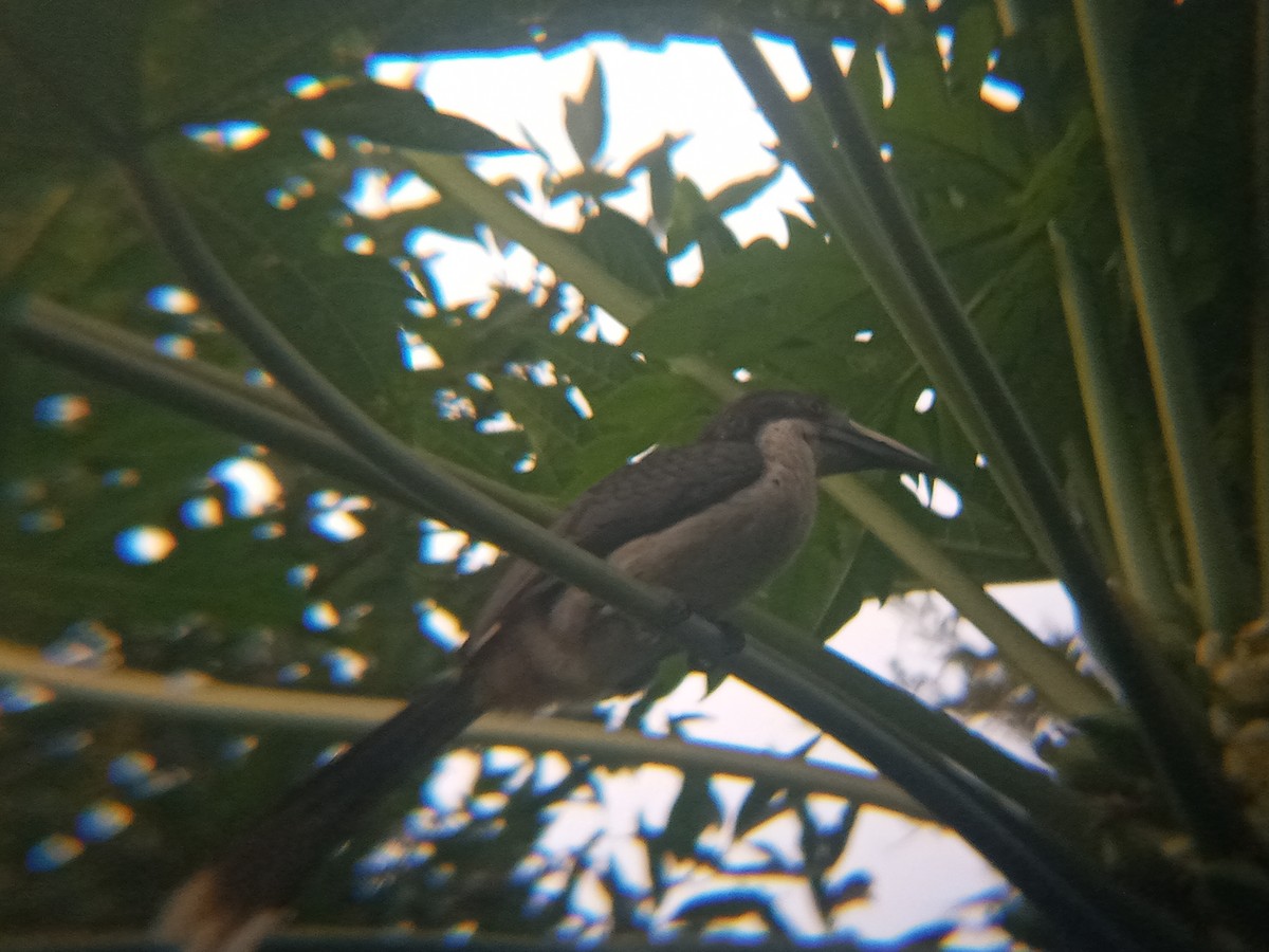 Sri Lanka Gray Hornbill - ML642470292