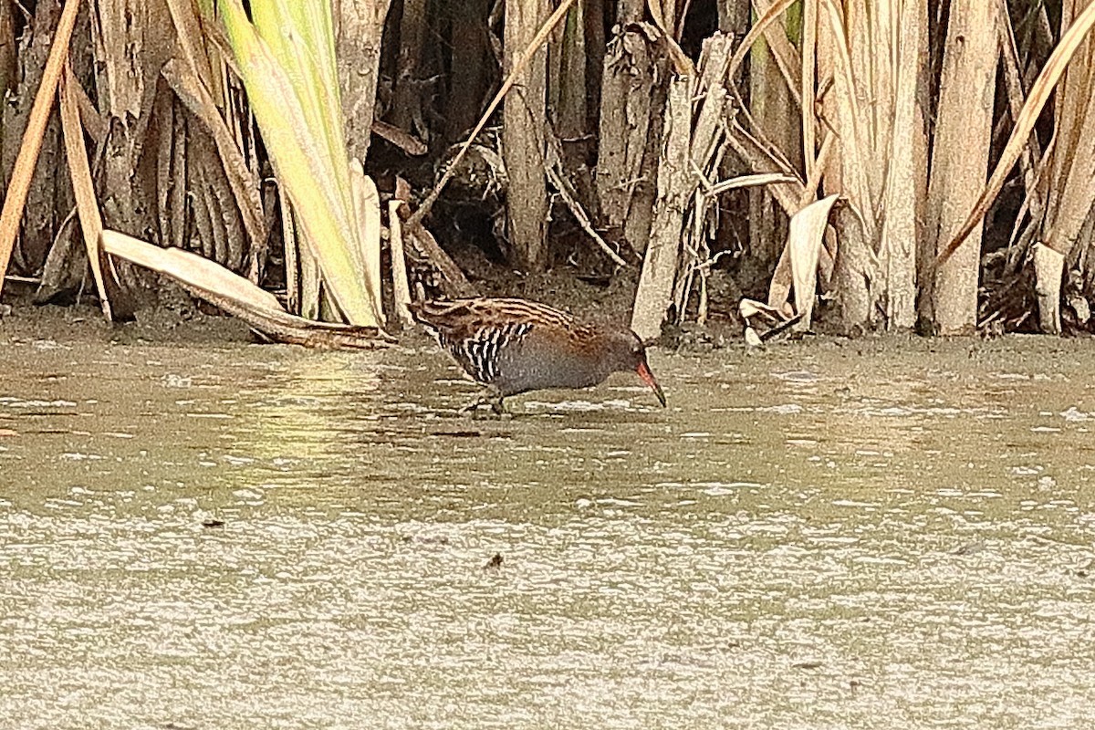 Water Rail - ML642470293