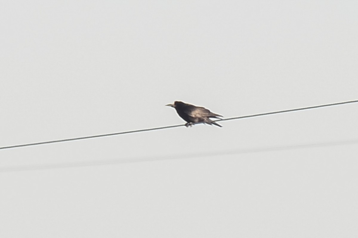 Rook - ML642470294