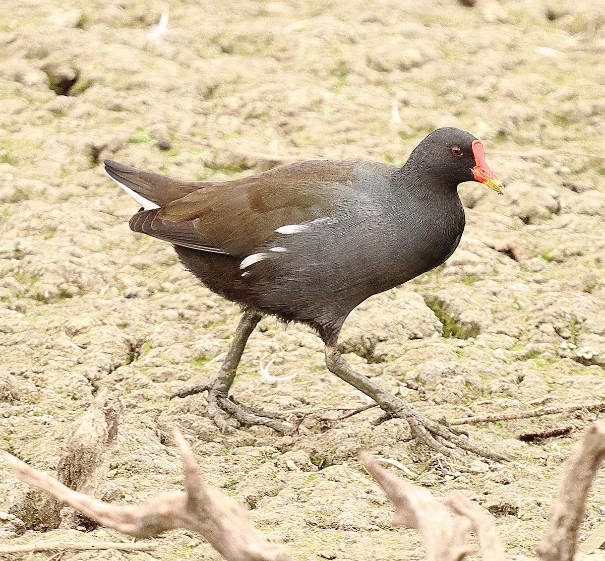 Eurasian Moorhen - ML642470297