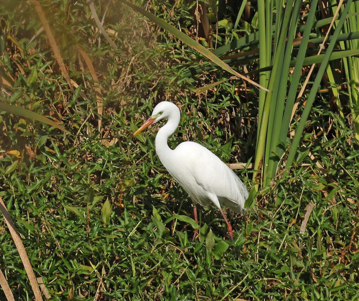 Plumed Egret - ML642470298