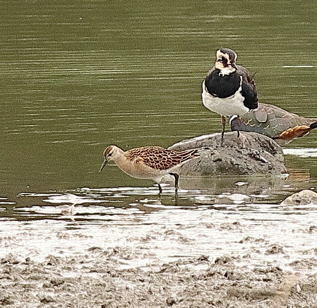 Ruff - ML642470299