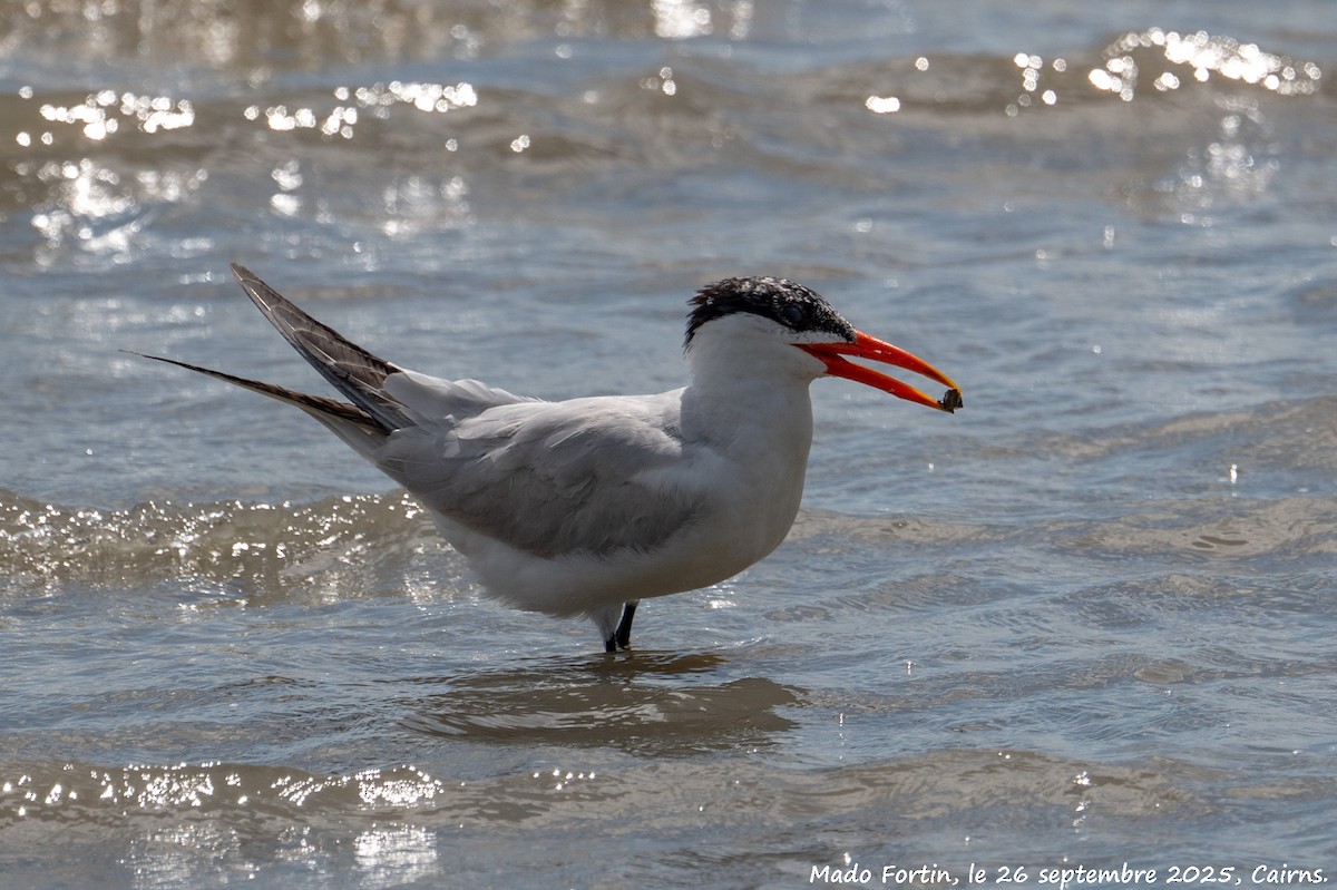 Caspian Tern - ML642470300
